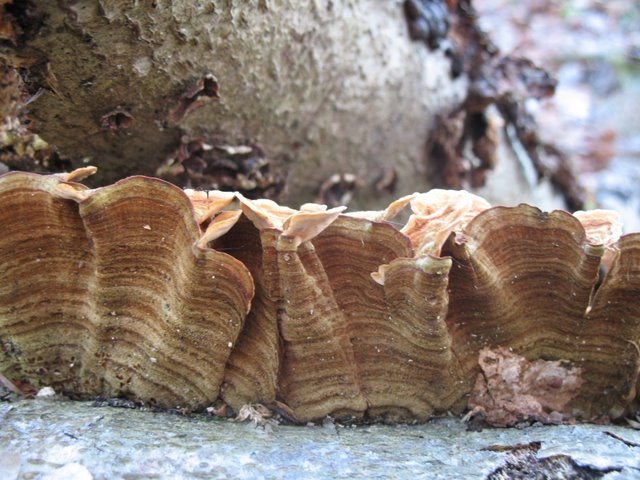 2007 11 Etangs de Hollande 11